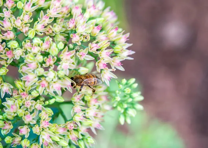 Weingut Schmid Oberrautner Apartman Bolzano