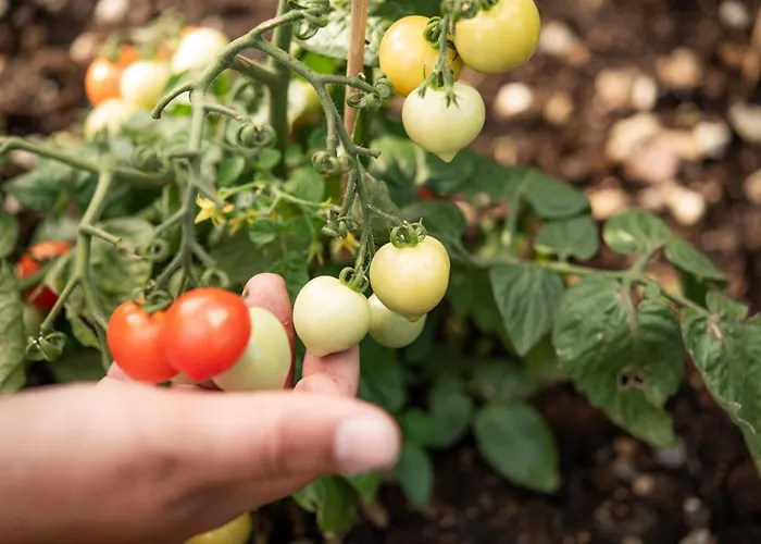Weingut Schmid Oberrautner *